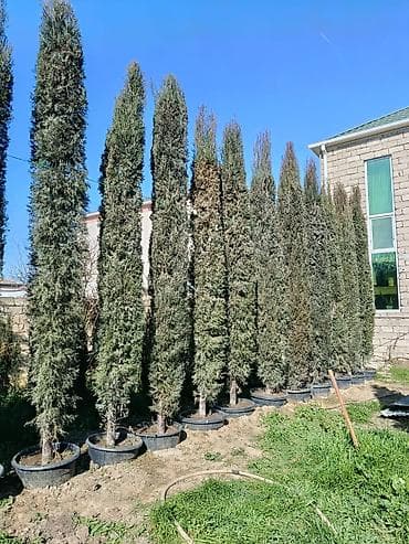 evkalipt agaci satilir: Piramidanli yolka hündürlüyü 4-5m qabdadi Rayon ağacı deyil — 3