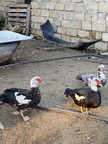 Lal ördəklər tam sağlar cavandılar 1 ilin fərələridi, 7 8 aylıqlarda