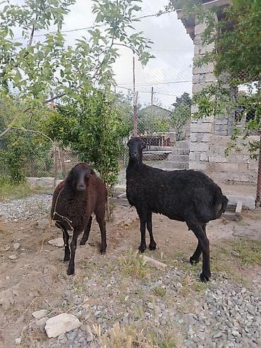 bala qoyun: Dişi, il: 1, Damazlıq, Ünvandan götürmə — 7
