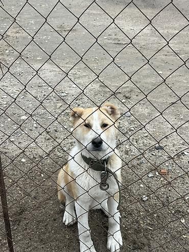 it satışı: Salam it satilir unvan novxanni 
Qiymet 100 — 2