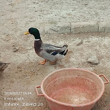 Quşlar: Satılır hamısı çoxu yaxşı sortdu əksəriyyəti yumurtduyur — 3