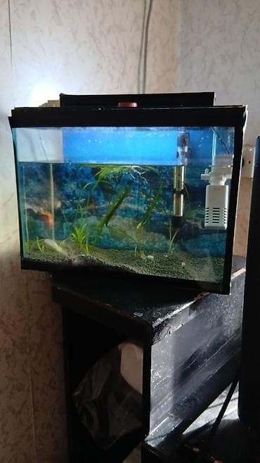 su heyvanları: Akvaryum dəsti 40 uzunu 30 hundurluk,20 eni,qapaqi,qapaqinda isiqi,su — 1