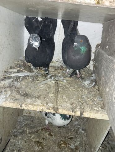 pişik balası satılır: Qara rəngli göyərçinlər dəsti - Növ: Ev göyərçinləri (uçuş və — 1
