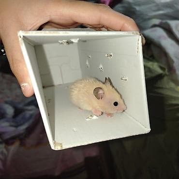 etibarlı ellere verilir: Şirin hamster balaları satılır - Növ: Suriya (qızıl) hamsteri — 1