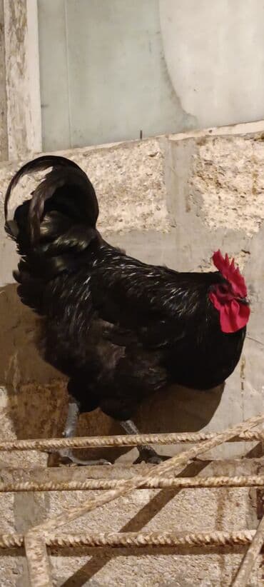 Salam ❗Təcili satilir❗alman cinsi astrolop temiz qan 6 ayliq aktiv