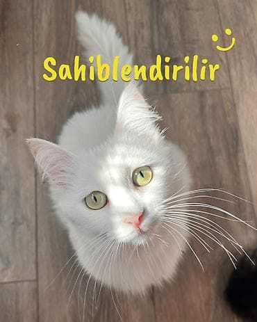 cins pişiklər: Türk anqora, Yaxşı əllərə, Ünvandan götürmə — 1