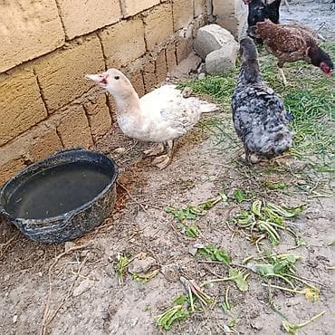 Gəmiricilər: 3 ədəd Lal ördək satılır oktyabrın sonları çıxıblar tükləri gəlir — 5