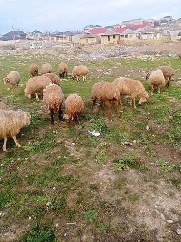 alabay satılır: Tecılı satılır bogazdilar 20 basdı bugüne sabaha doqacaqlar — 2