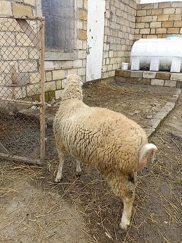 qoyun quyruğu: Erkek quzu satılır — 7