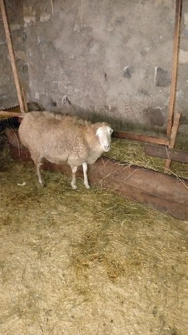 Кошки: Самка, лет: 4 — 2