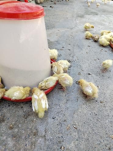 bildircin eti satisi: 1 heftelik bildirçin balaları, 0.60 qəpik — 4