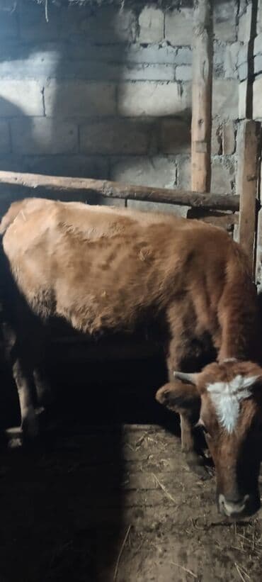 darling pişik yemi: Dişi, il: 10, 160 kq, Ətlik, Ünvandan götürmə — 3