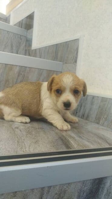 собака отдам в хорошие руки: Zvonok — 2