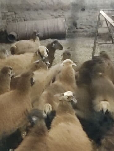 ağdam xoruzu gence: Salam Diri çəkisi 1o super quzlar əmlik arpa yonca baxilib — 2