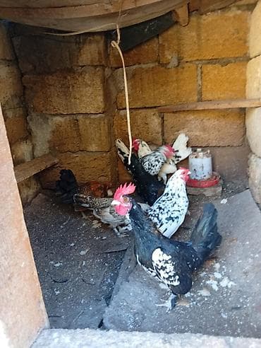 göyercin: Biri 15 m hamısı xoruzdu — 6