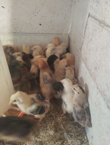 hinduska balasi satilir: Toyuq cücələri, Damazlıq, Ünvandan götürmə, Pulsuz çatdırılma, Ödənişli çatdırılma — 2