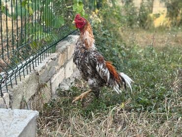 Коровы, быки: Петух, Heyrati, лет: <1, Самовывоз — 8