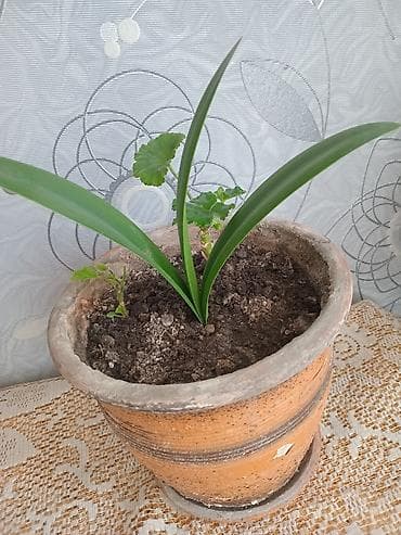Otaq bitkiləri: Pəncərə qutusu üçün ətli saksı bitkisi – 2 köklü pelargonium — 5