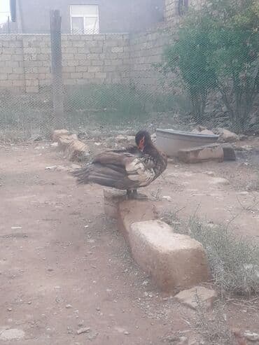 3 toyuq 3 gune 3 yumurta: Xoruzlar 50 manat Fereler 30 manat.Lavanda ordeyleri — 6