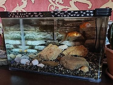 Akvariumlar: Akvaryum dəsti 2 balıq+daşlar + 25-30 litirlik akvarium+ filter+ — 2