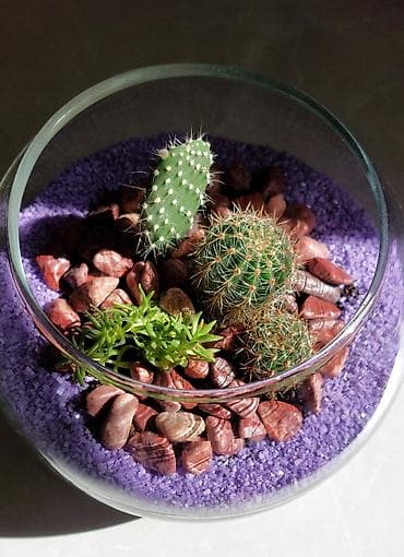Buket güllər: Şüşə akvariumda kaktus və sukulentlərdən ibarət mini bağça. Bənövşəyi — 2