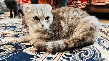 Şotland