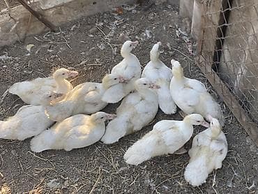goyercin type 1: Muscovy ördəyi (ağ rəng) balaları satılır. Xüsusiyyətlər: - Cins — 1