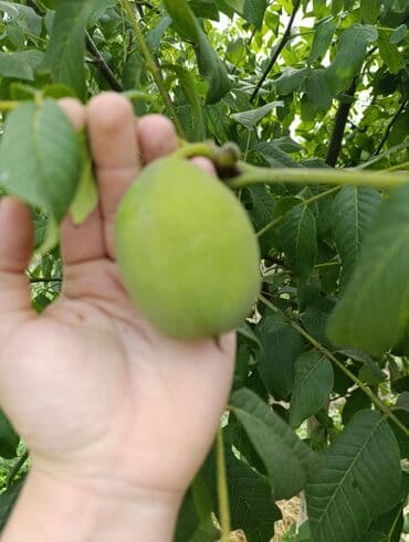 badamlı su 19 lt qiymeti: Məhsul: Qoz (ağacdan təzə yığılmış) Xüsusiyyətlər: - Böyük ölçülü — 2