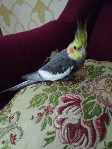 Nymfa (cockatiel) tutuquşu Şərait Olmadigi ucun satilir Sadece Vp - — 5