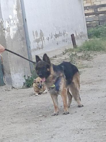 coban it: Alman çoban iti, Peyvəndli — 2
