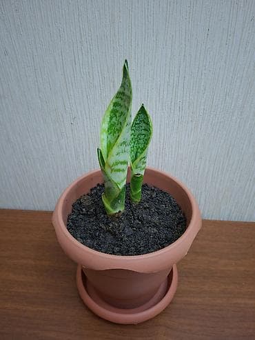 Çöl bitkiləri: Sansevieriya "Laurentii" (Qayınana dili) dibçəkdə ​Yarpaqlarında gözəl — 2