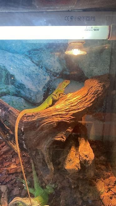 daraqlar: Yaşıl iquanalar – evdə ekzotik ev heyvanı axtaranlar üçün! Məhsul — 2