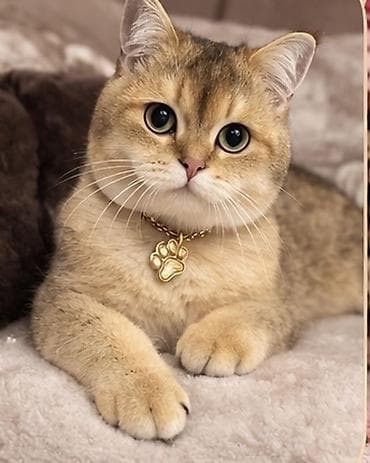 sirin pisik balalari: Qızıl şinşilla, Erkək — 4