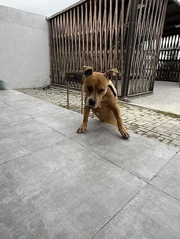 pitbul satışı: Pitbull
Cütləşdirmək üçün — 3