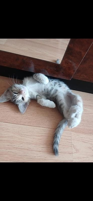 Ev pişiyi sahiblendirilir.7 ayliqdir. Cins sortla qarişiqdir. Qurd