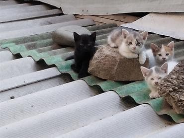pişik satışı bakı: Sahibləndirilir: ay yarımlıqdırlar. İstəyən olsa iki- üç həftə sonra — 3