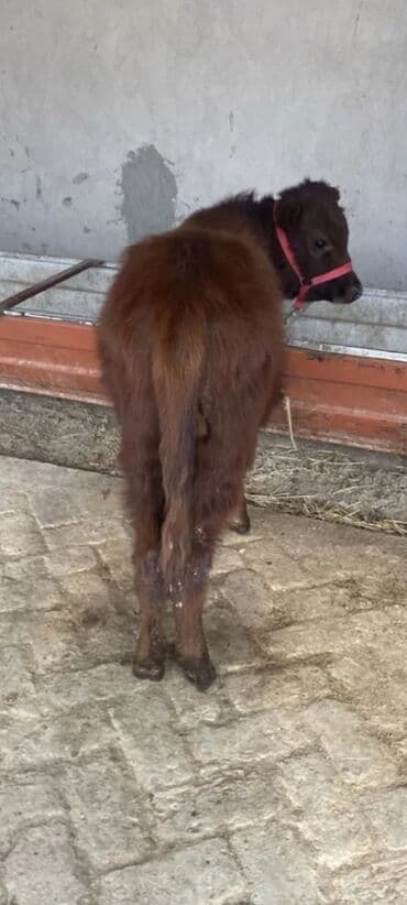 Tata: 5 aylıq erkey dana — 5