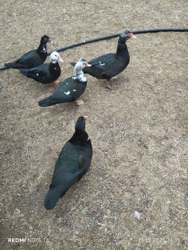 Гуси: Самка, | Lal ordek, Для мяса, Самовывоз — 1