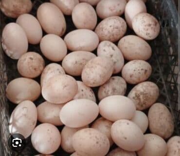 сливочное масло в баку: Serebrist xarkov ataks yumurtlari mayalidir 0.80 qepiye isteyen yazsin — 1