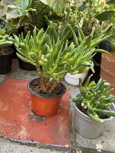 gül toxum satışı: , qiymət müxtəlifdir. Vatsapp mövcuddur!. Çatdırılma metrolara — 17