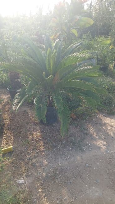 Sifarişlə əl işləri: Agaclar
gubreler guller — 15