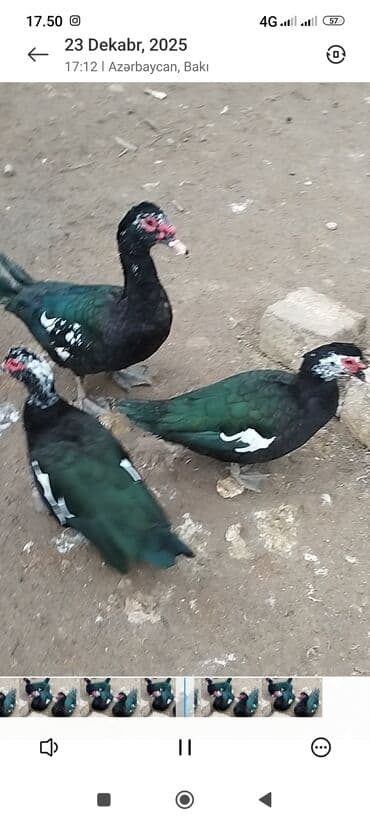 sican tələsi: Muscovy ördəkləri (indoutka) – qara-yaşıl parıltılı lələk quruluşu, ağ — 2