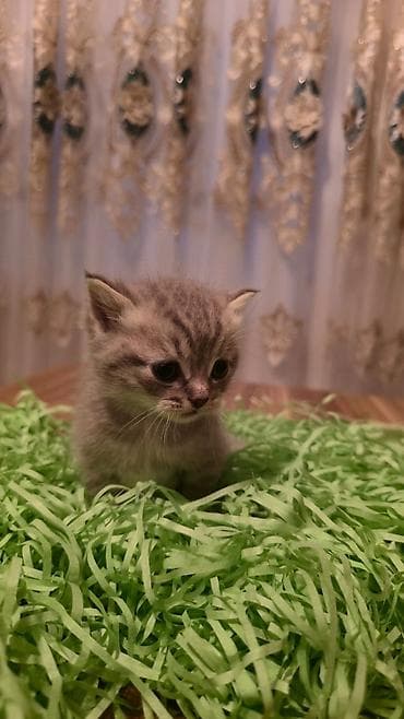 bala ördək: Britan, Yaxşı əllərə, Ödənişli çatdırılma — 3