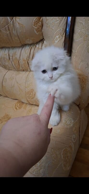 pişik siam: Şinşilla, Erkək — 4