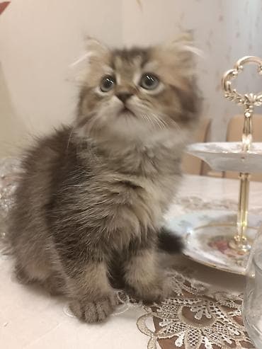 avcarka balaları: Britan — 1