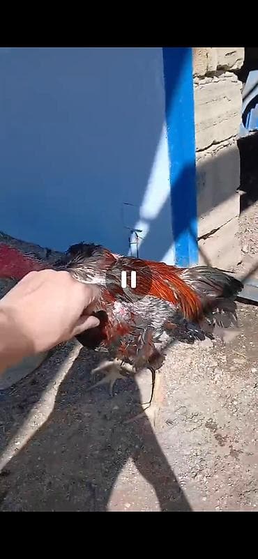 ördək neçə günə bala çıxarır: Heyratı xoruzu doyus videosu var isteyene atilacaq — 3