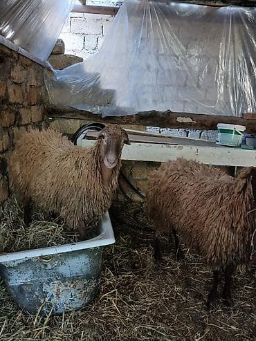 balaca quzu: 2 baş erkey toğlu 7.9.aylığ kəskiyə damazlığa super yararlıdı.qiymət — 2