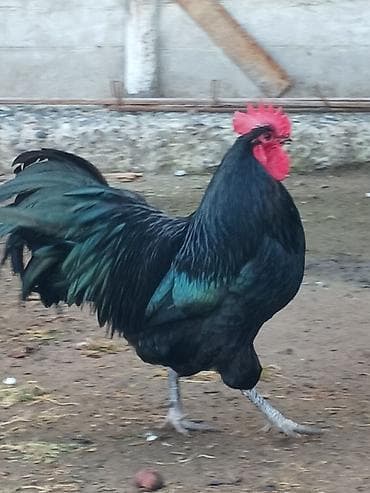 essek sudu satilir: Avstralop toyuqlarının mayalı yumurtası.Qiymət 80 qəpik — 7