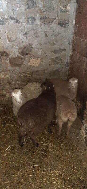 heyvan oyuncaqlari: 4 ədəd dişi quzu 3 4 aylıqdırlar bir yerdə qiyməti 950 dir .Quzular — 1