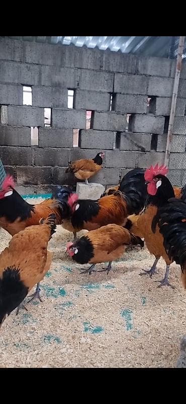 cücə və xoruz təmsil: Toyuq, Damazlıq — 5